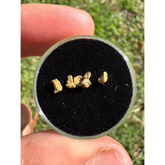 California Gold Nuggets in Display Case - 0.33 grams - Picture 7 of 8
